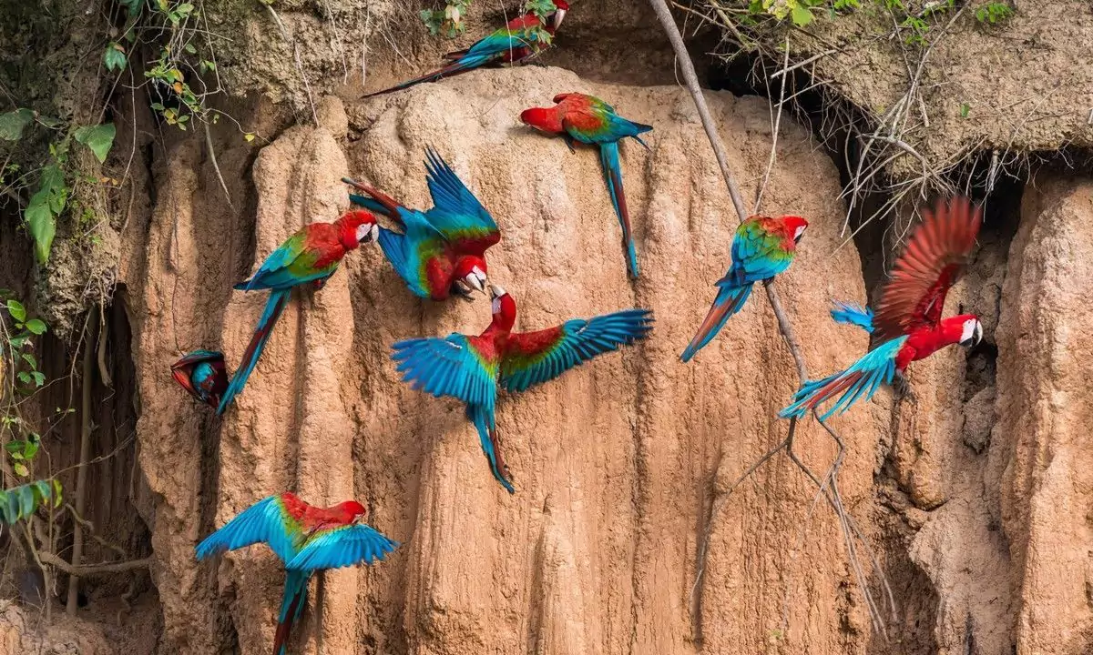Dive into the Amazon - Manu, Peru