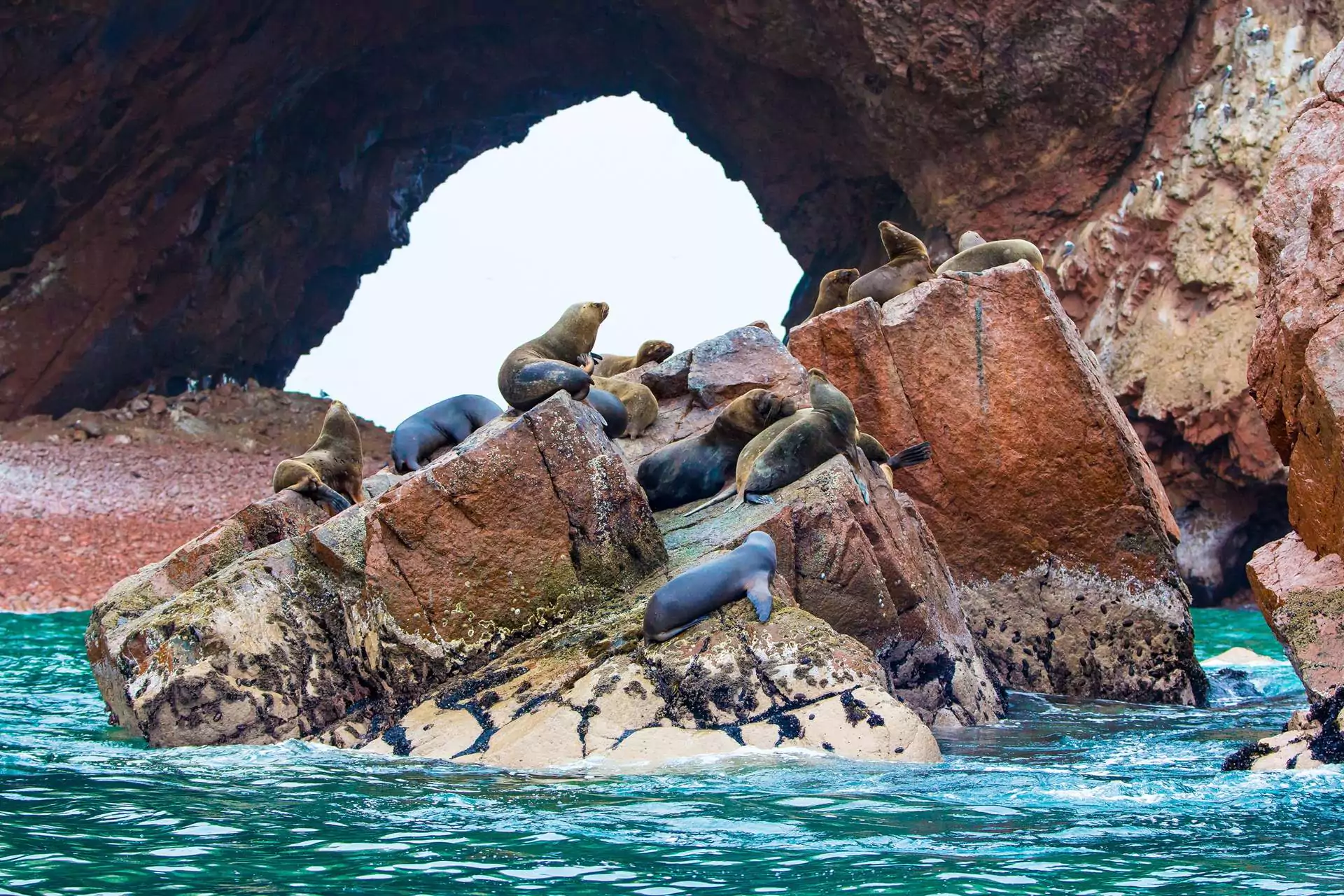 Ballestas Islands wildlife