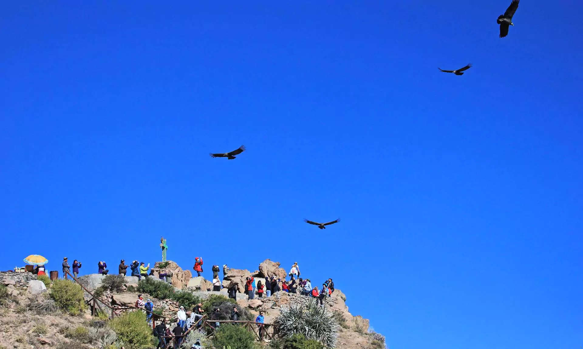 Condors flying over Colca Canyon